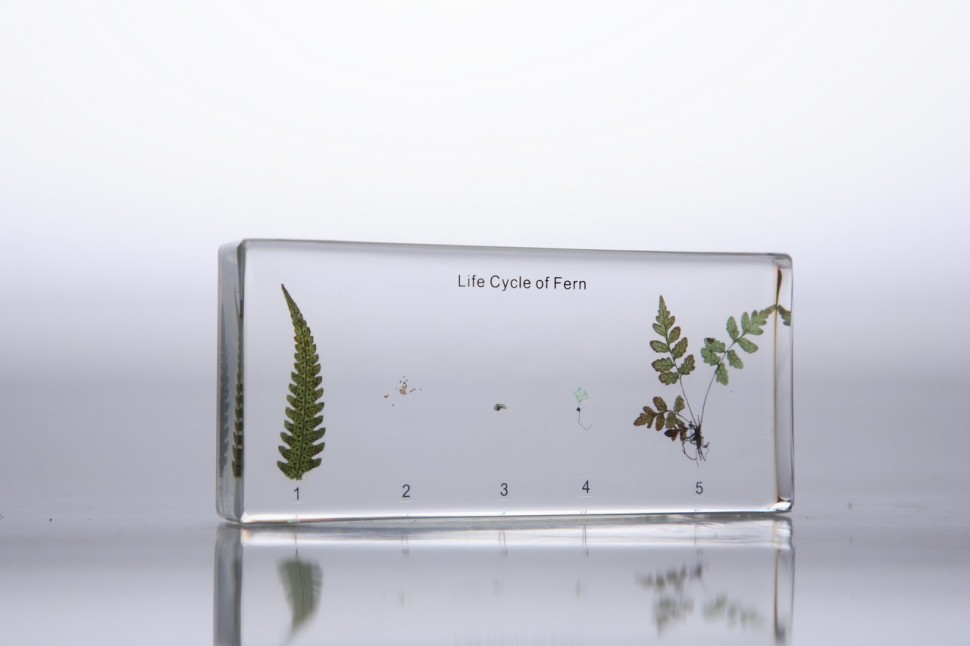 //cdn.labbox.ru/site-2375/product/razvitie-paporotnika-v-prozrachnom-plastike/IMG_2789.jpg Развитие папоротника (в прозрачном пластике)