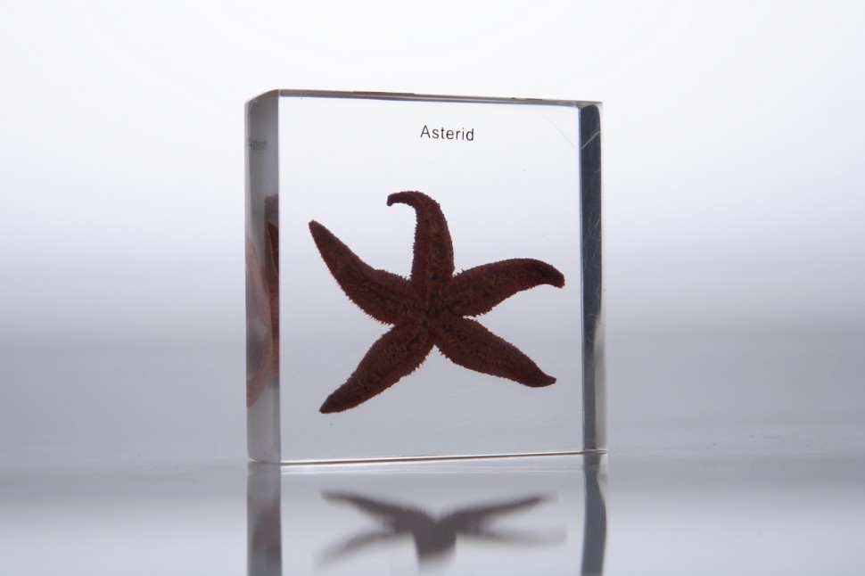 //cdn.labbox.ru/site-2375/product/morskaya-zvezda-v-prozrachnom-plastike/IMG_2777.jpg Морская звезда (в прозрачном пластике)