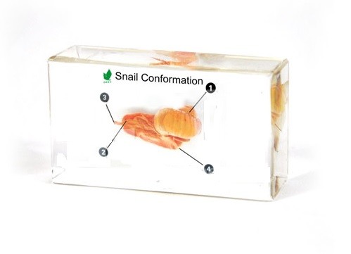 Двустворчатый моллюск (в прозр. пластике)