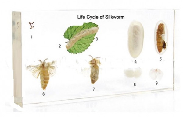 Дикий шелкопряд (в прозр. пластике)