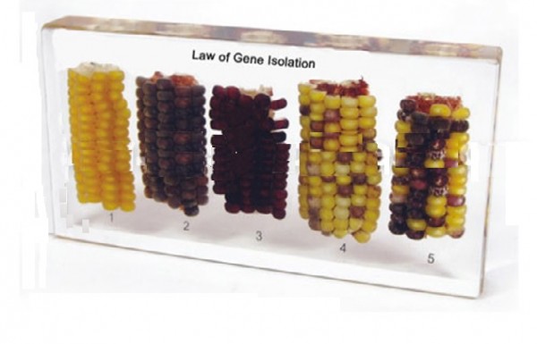 Изоляция генов(в прозр. пластике)