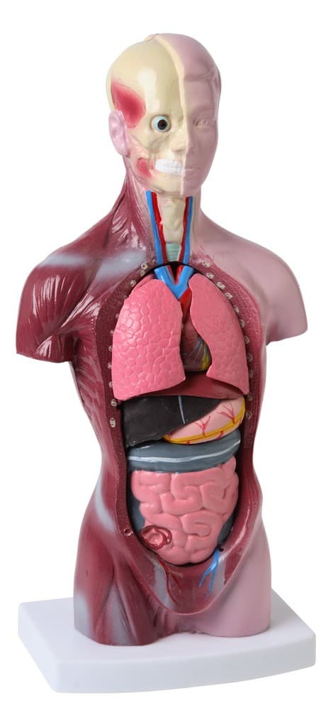 Торс человека (разборная модель) 28 см