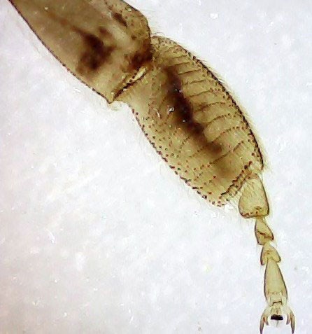 Набор микропрепаратов по зоологии