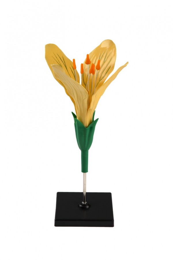 Модель цветка капусты