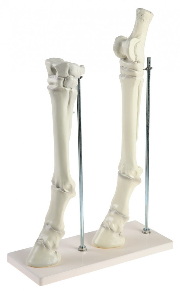 Модель конечности лошади на подставке