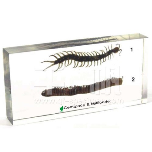 Губоногие и двупарые многоножки (в прозрачном пластике)