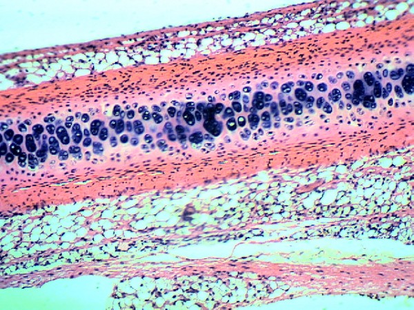 Комплект микропрепаратов "Анатомия"