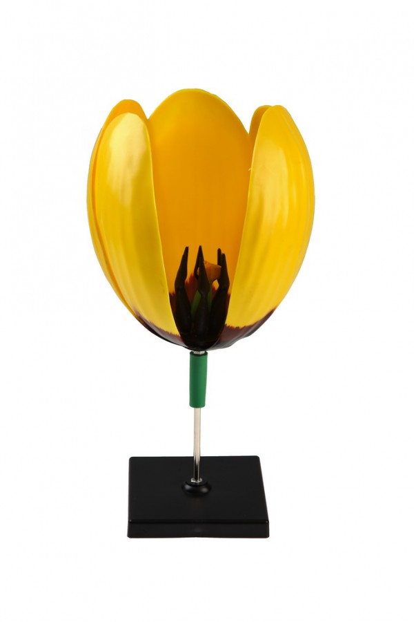 Модель цветка тюльпана