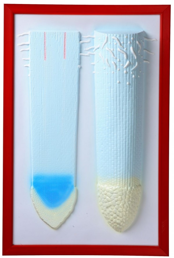 Клеточное строение корня (барельефная модель)