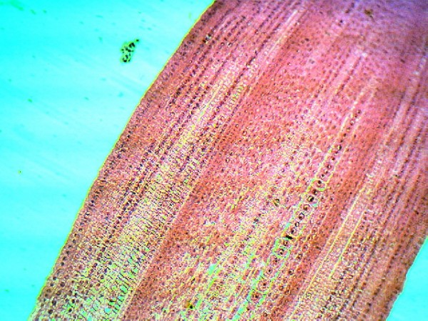 Комплект микропрепаратов "Ботаника 2"