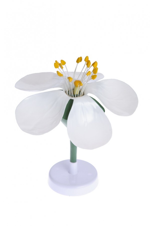 Модель цветка яблони