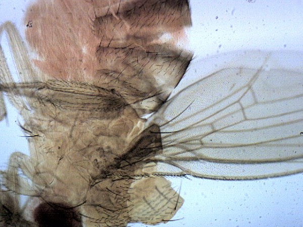 Комплект микропрепаратов "Общая биология"