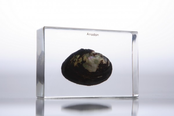 Моллюск (в прозрачном пластике)