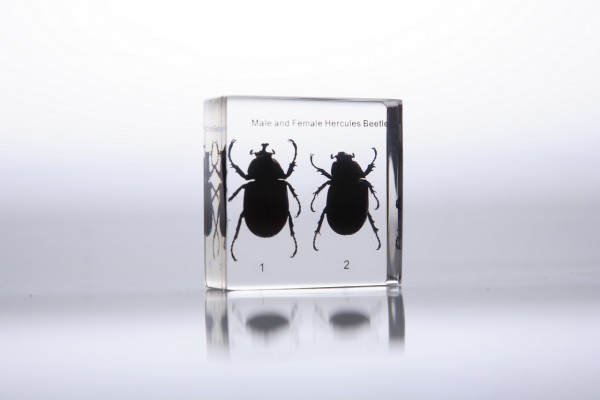 Мужская и женская особи жука (в прозрачном пластике)