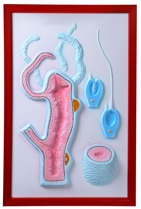 Строение гидры (барельефная модель)