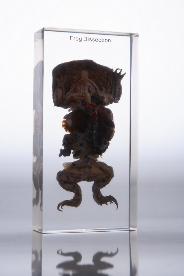 Препарированная лягушка (в прозрачном пластике)