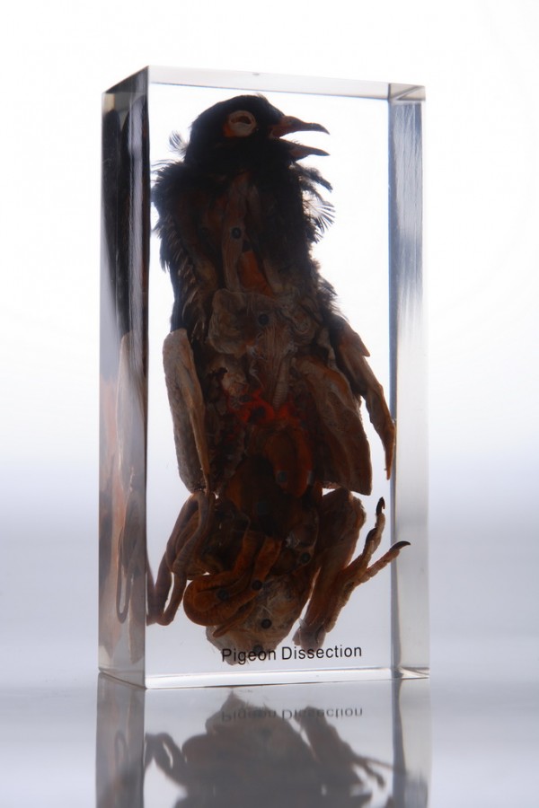 Препарированная птица (в прозрачном пластике)