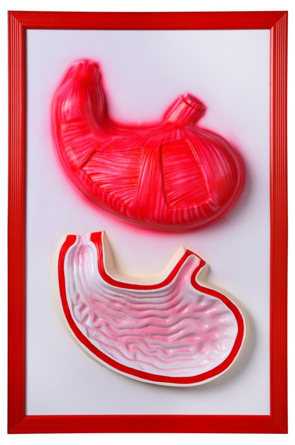 Желудок (барельефная модель)