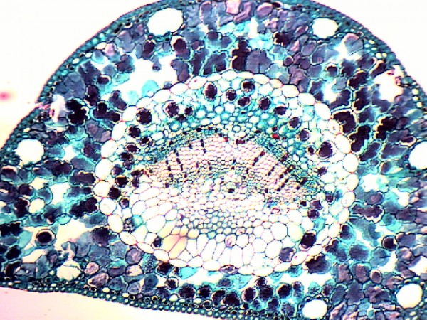 Комплект микропрепаратов "Ботаника 1(Б)"