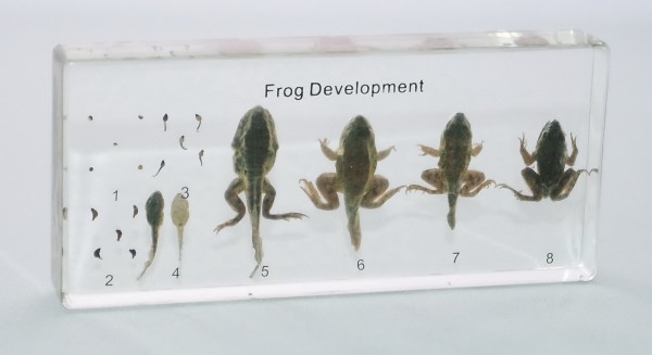 Развитие головастика (в прозрачном пластике)