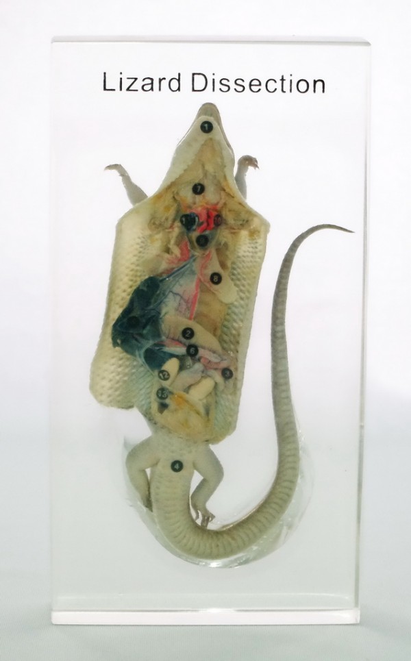 Препарированная ящерица (в прозр. пластике)