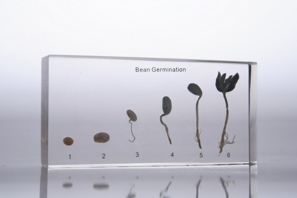 Развитие зерна гороха (в прозрачном пластике)