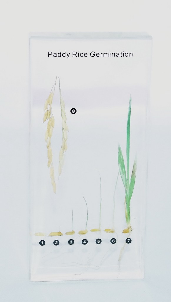 Развитие зерна риса (в прозр. пластике)