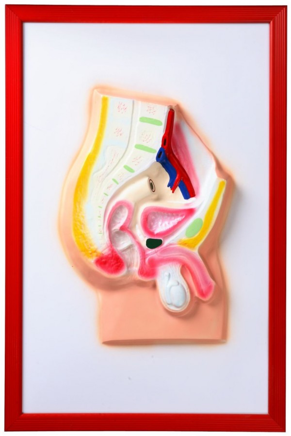 Таз мужской (барельефная модель)