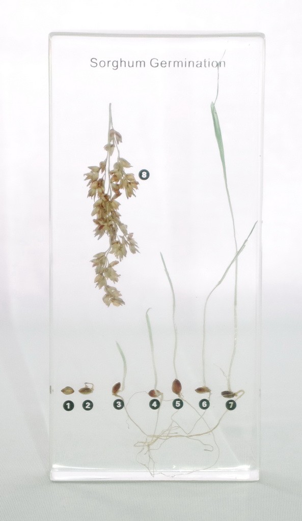 Развитие зерна сорго (в прозрачном пластике)