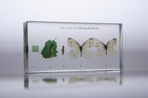 Развитие капустницы (в прозрачном пластике)