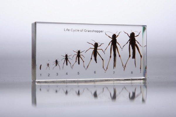 Развитие саранчи (в прозрачном пластике)