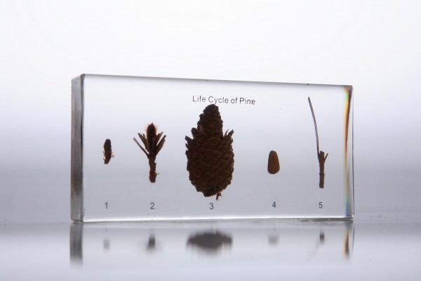 Развитие хвойного растения (в прозрачном пластике)