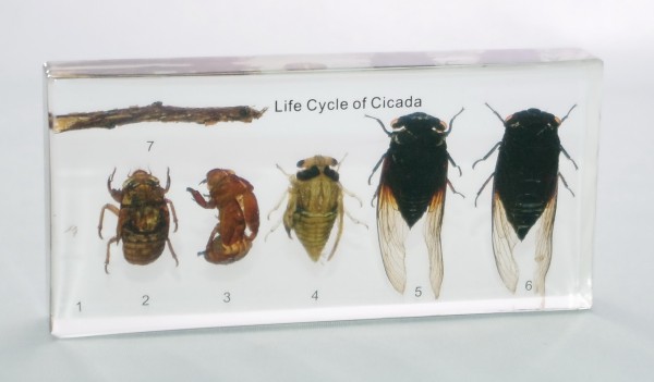 Развитие цикады (в прозрачном пластике)