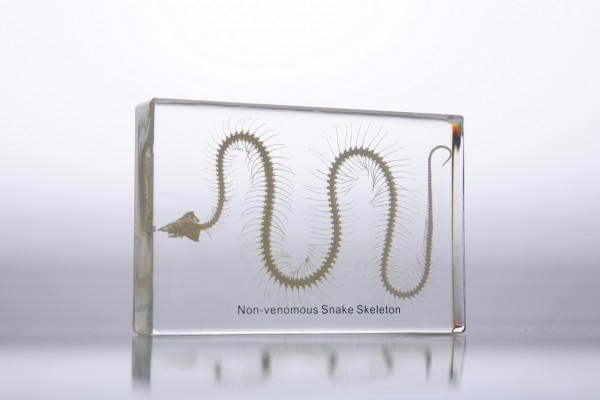 Скелет змеи (в прозрачном пластике)