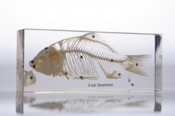 Скелет костистой рыбы (в прозрачном пластике)