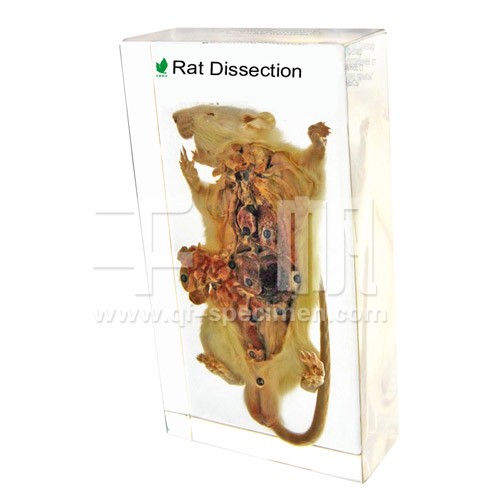 Препарированная крыса (в прозр. пластике)