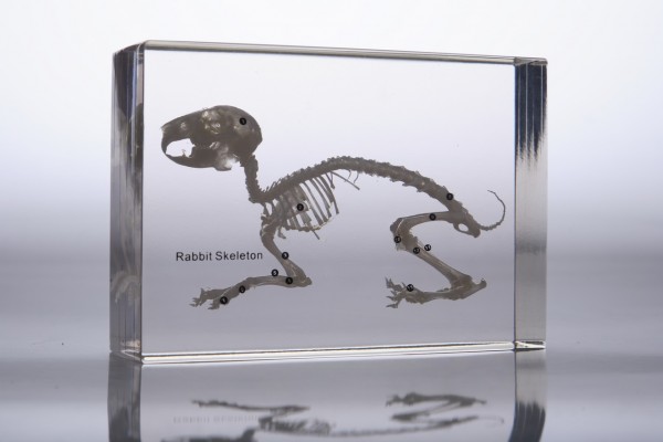 Скелет кролика (в прозрачном пластике)