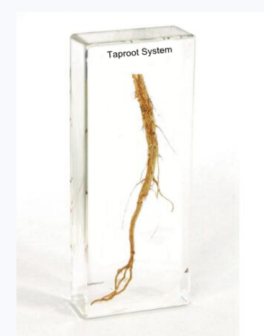 Стержневая корневая система (в прозр. пластике)