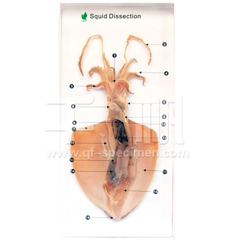 Препарированный кальмар (в прозр. пластике)