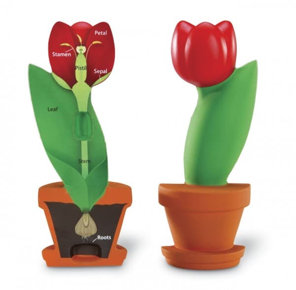 Модель строения цветка для начальной школы