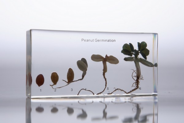 Развитие зерна арахиса (в прозрачном пластике)