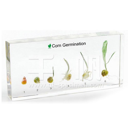 Развитие зерна кукурузы (в прозр. пластике)