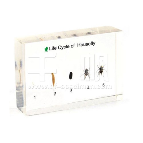 Развитие комнатной мухи (в прозр. пластике)