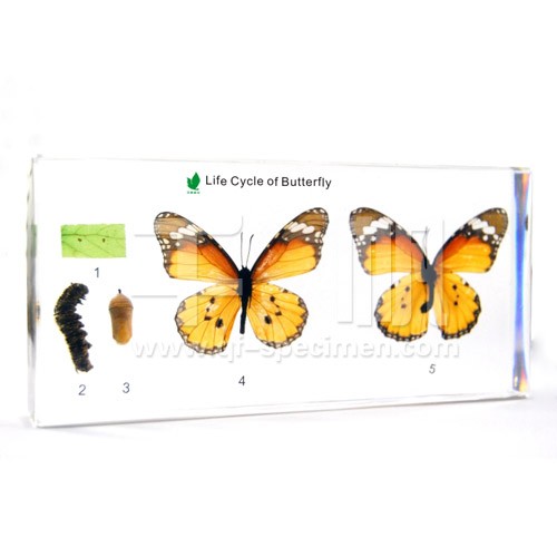 Развитие махаона (в прозр. пластике)