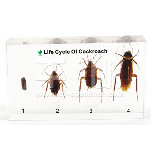 Развитие таракана (в прозр. пластике)