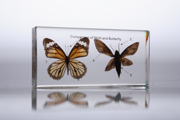 Сравнительное строение мотылька и бабочки (в прозрачном пластике)