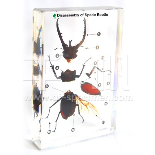 Строение жука (в прозр. пластике)