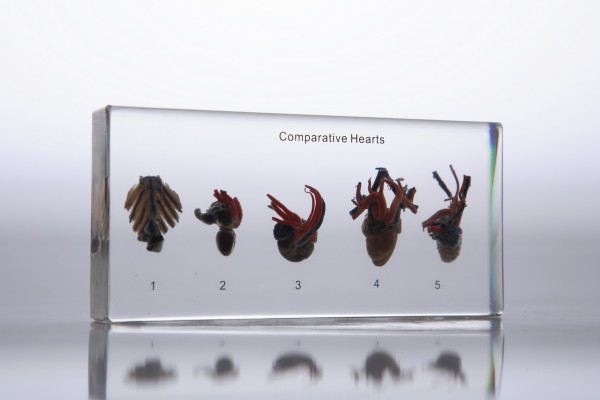 Сравн.строение сист. кровообр-я (в прозр. пласт.)