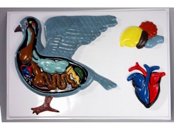 Строение птицы (барельефная модель без рамки)