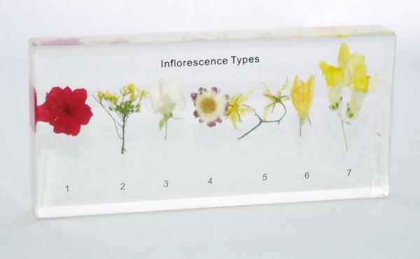Типы соцветий (в прозр. пластике)
